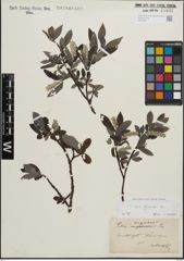 Foto von Salix glauca L.